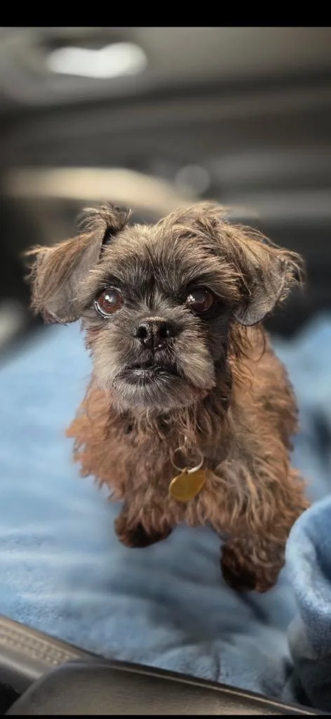 An adult small-sized female Shih Tzu dog named Coco for adoption in Detroit, MI