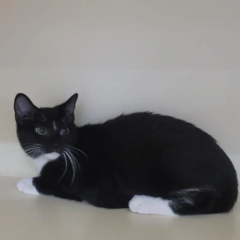 A baby small-sized male Black Domestic Short Hair cat named Graham Cracker for adoption in La Grange, KY