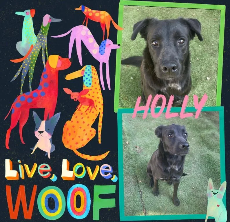 A young medium-sized female Black Labrador Retriever dog named Holly for adoption in San Antonio, TX