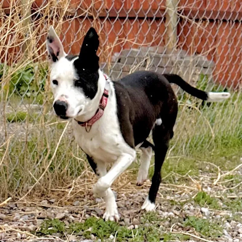 A senior medium-sized female White / Cream Border Collie dog named Sadie for adoption in Lander, WY