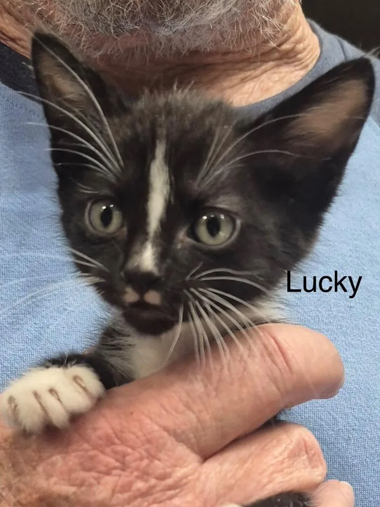 A baby medium-sized male Domestic Short Hair cat named Lucky for adoption in Spring, TX