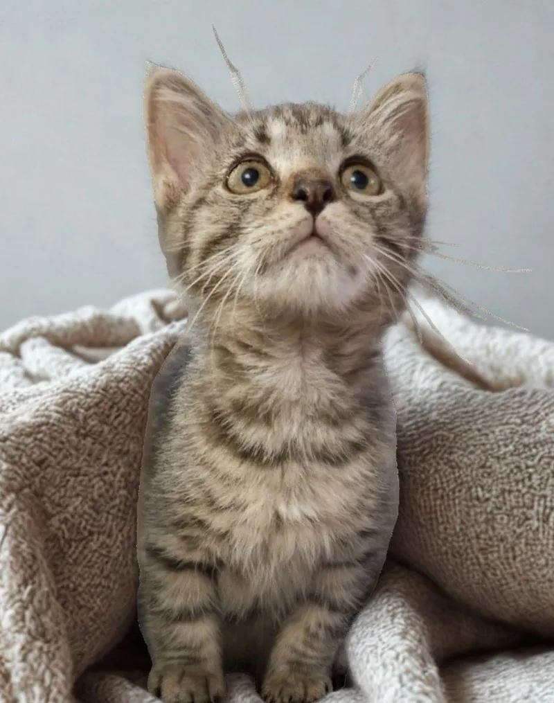 A baby small-sized male Tabby (Buff / Tan / Fawn) American Shorthair cat named King for adoption in Union City, NJ