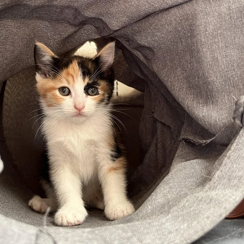 A baby small-sized female White Domestic Short Hair cat named Pepper Ann for adoption in Oakland, CA