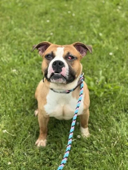 An adult medium-sized male Tricolor (Brown, Black, & White) Mixed Breed dog named Sideshow Bob for adoption in Miamitown, OH