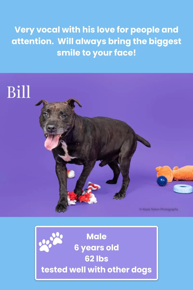 An adult large-sized male Black Pit Bull Terrier dog named Bill for adoption in Lexington, SC