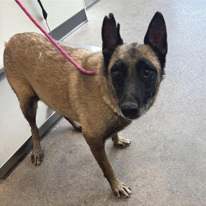 An adult medium-sized female Black Mixed Breed dog named 110512 for adoption in Las Cruces, NM