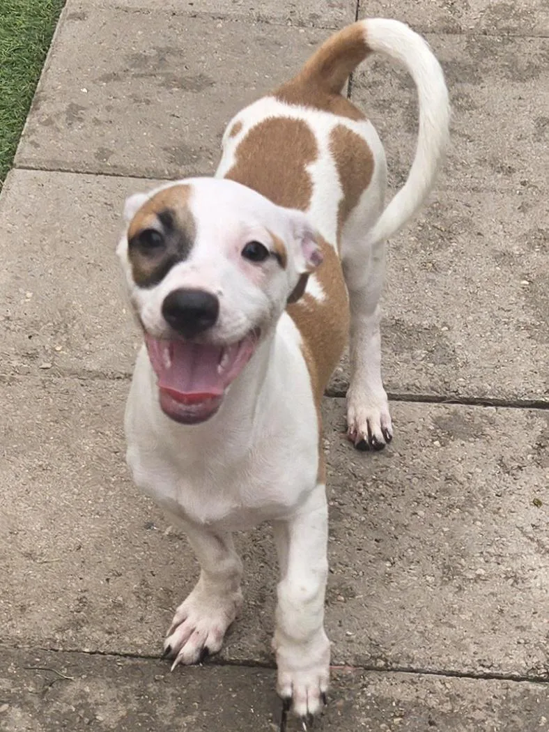Roscoe