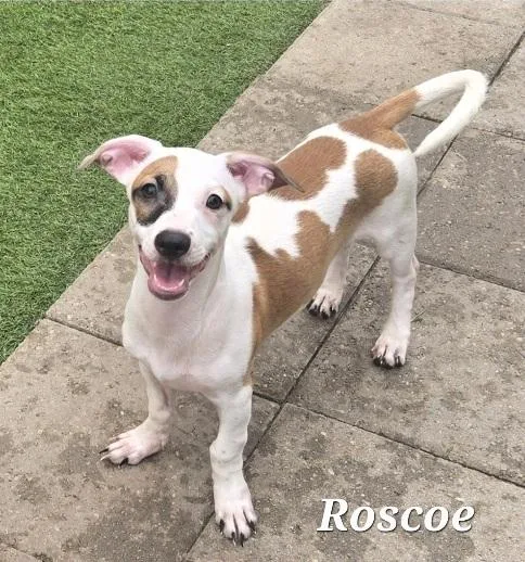 Roscoe thumbnail 2