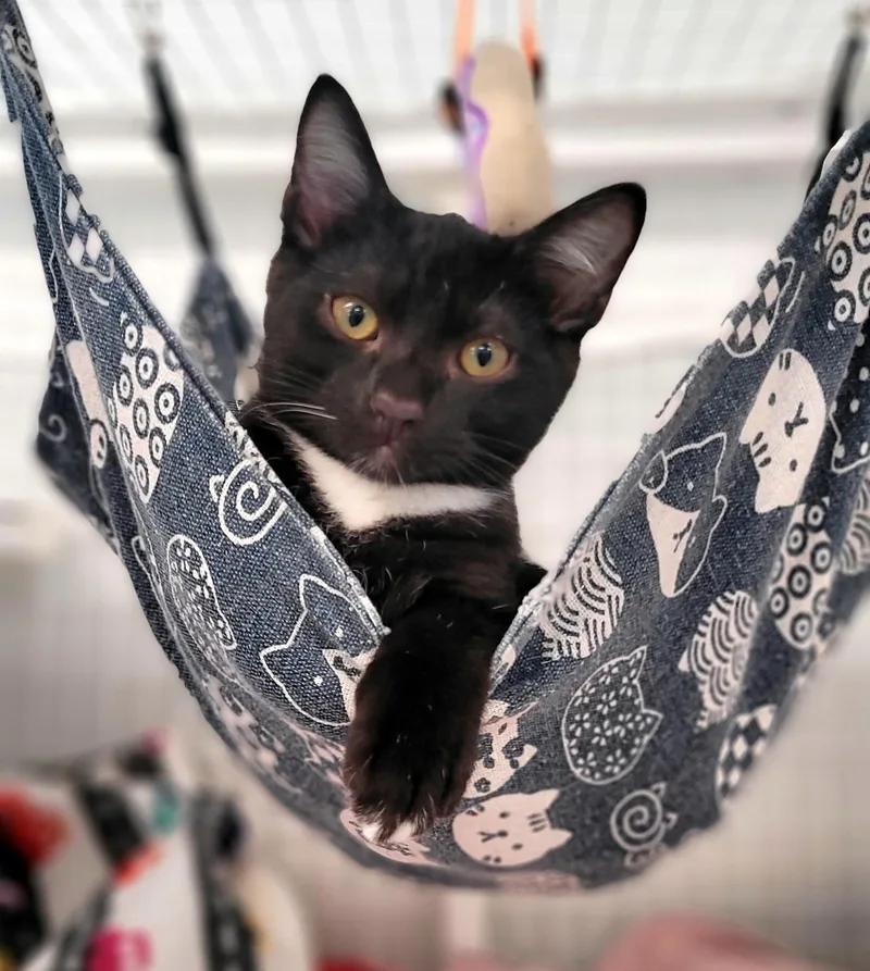 A young small-sized male Domestic Short Hair cat named Watkins for adoption in Kirkland, WA