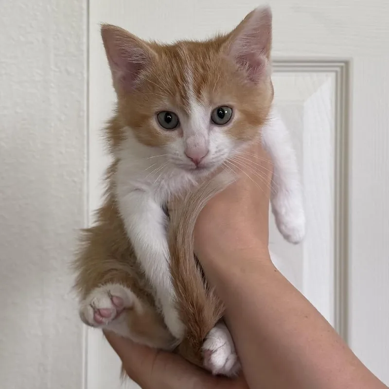 A baby small-sized female Black Domestic Short Hair cat named Rebecca for adoption in Troy, IL