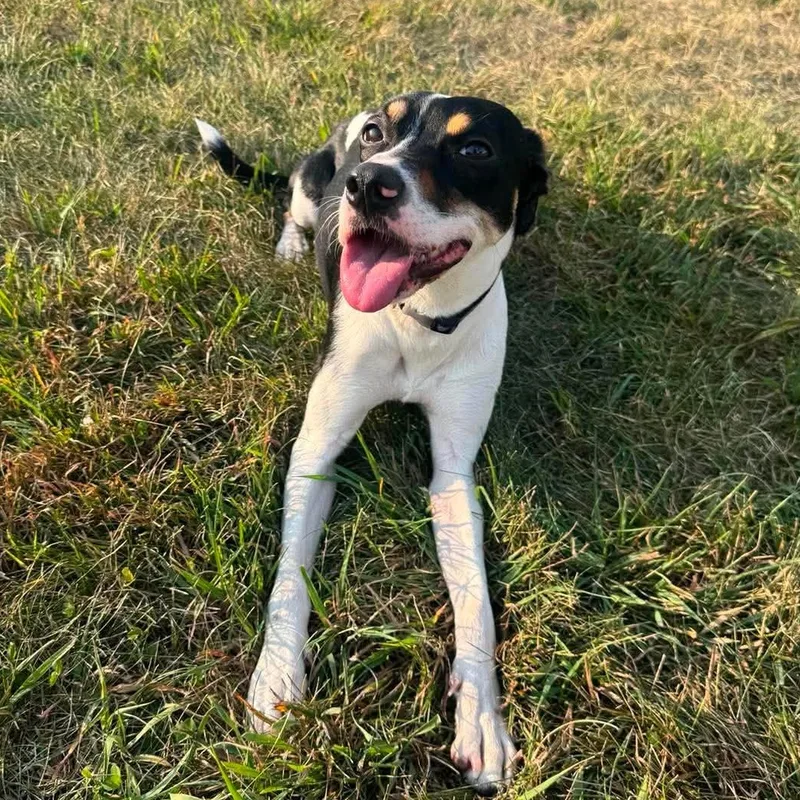 A young medium-sized female Tricolor (Brown, Black, & White) Hound dog named Taya for adoption in Alexandria, MN