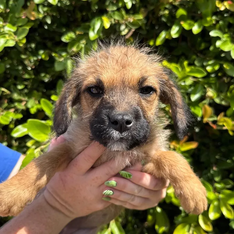 A baby small-sized female Yellow / Tan / Blond / Fawn Terrier dog named Chai for adoption in Santa Barbara, CA