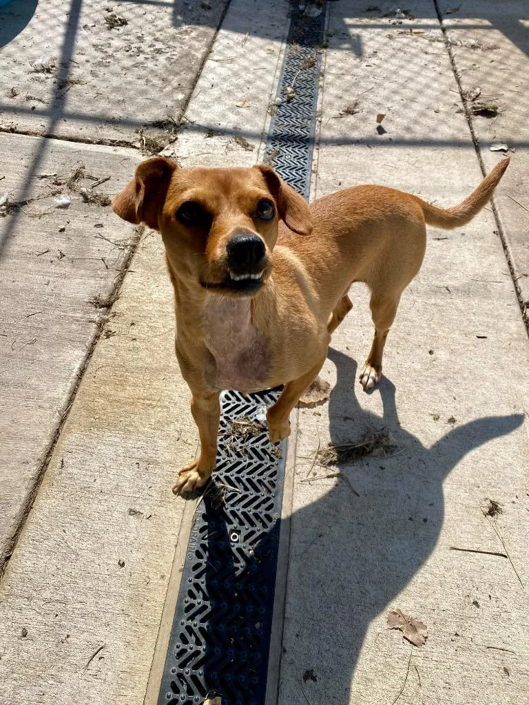 A young small-sized female Mixed Breed dog named Rumpy for adoption in Charlotte, MI