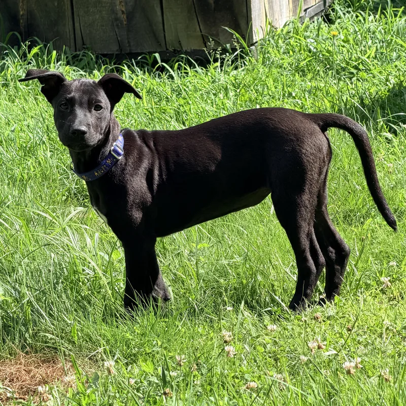 A baby medium-sized female Black Labrador Retriever dog named Loretta May for adoption in Portland, ME