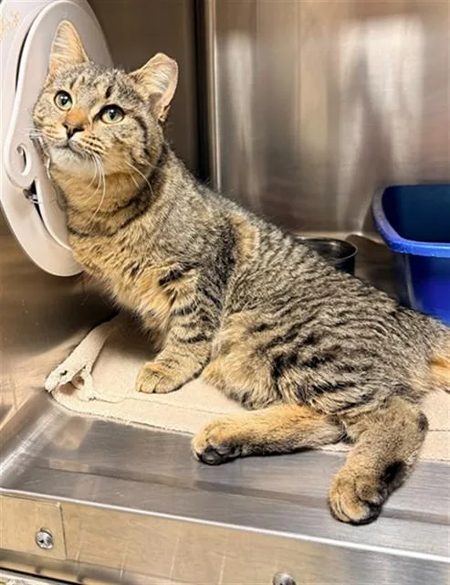 A young medium-sized female Domestic Short Hair cat named Nami for adoption in Statesville, NC