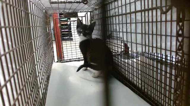 A baby small-sized female Domestic Short Hair cat named Raya for adoption in Miami, FL