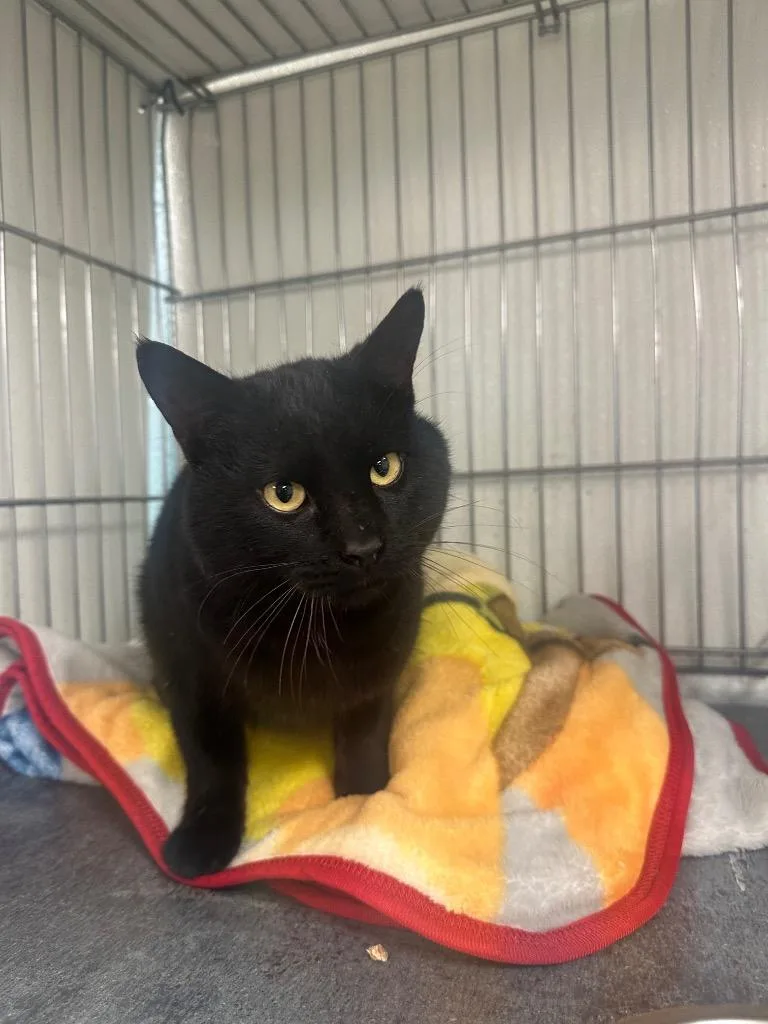 A young medium-sized male Domestic Short Hair cat named Artie for adoption in Rock Springs, WY