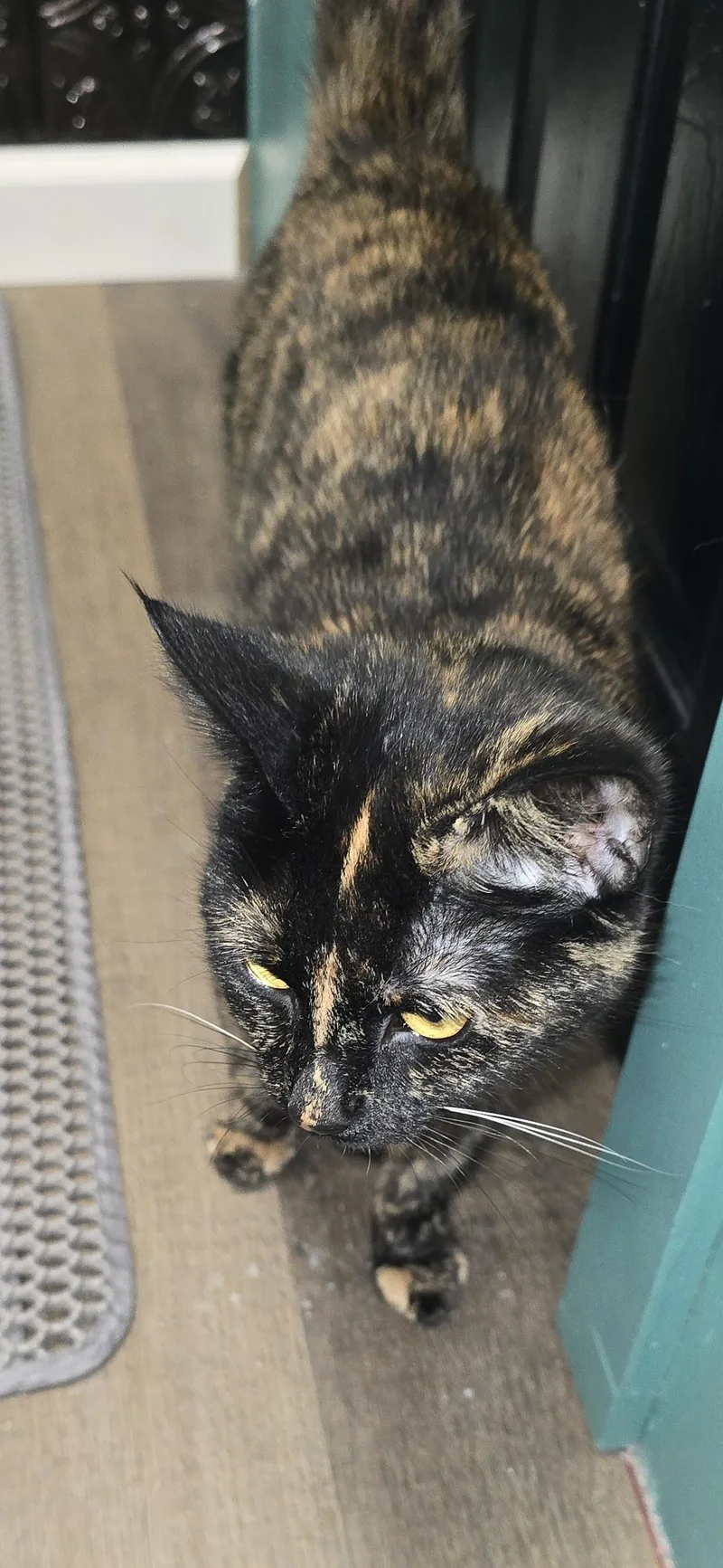 A young medium-sized female Domestic Short Hair cat named Rihanna for adoption in Hershey, PA