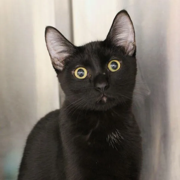 A baby small-sized male Domestic Short Hair cat named Bear  Bonded Buddy for adoption in Des Moines, IA