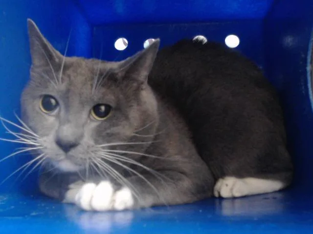 An adult small-sized male Domestic Short Hair cat named Boots for adoption in Orlando, FL