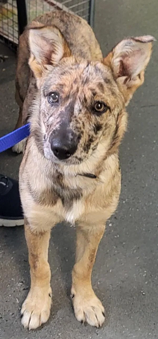 A young medium-sized female Australian Shepherd dog named Pen for adoption in Lawrenceville, GA