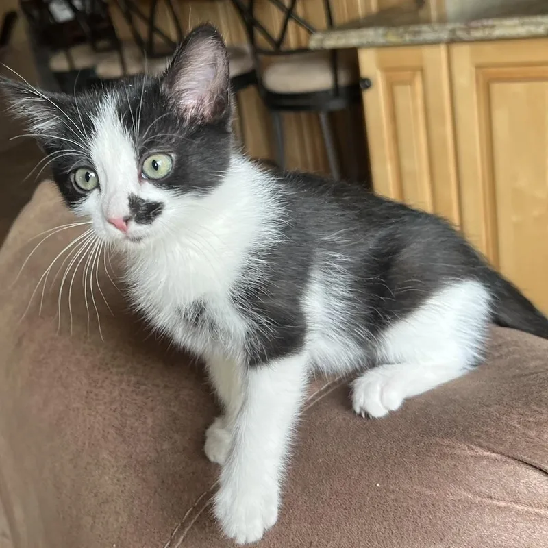 A baby small-sized female Black Domestic Short Hair cat named Ashley Ehlers for adoption in Morrison, CO