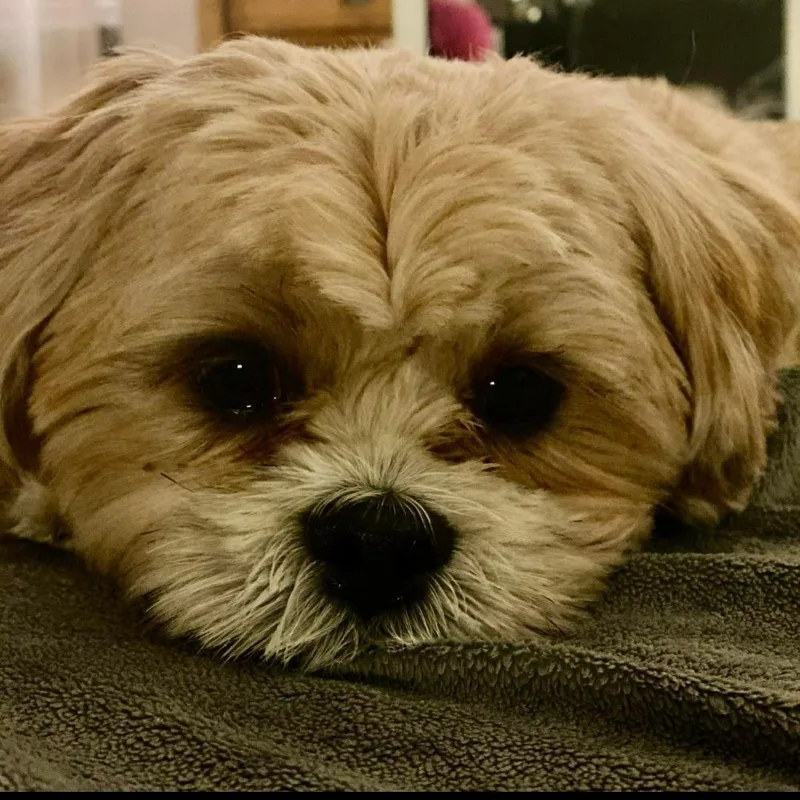 Teddy thumbnail 3