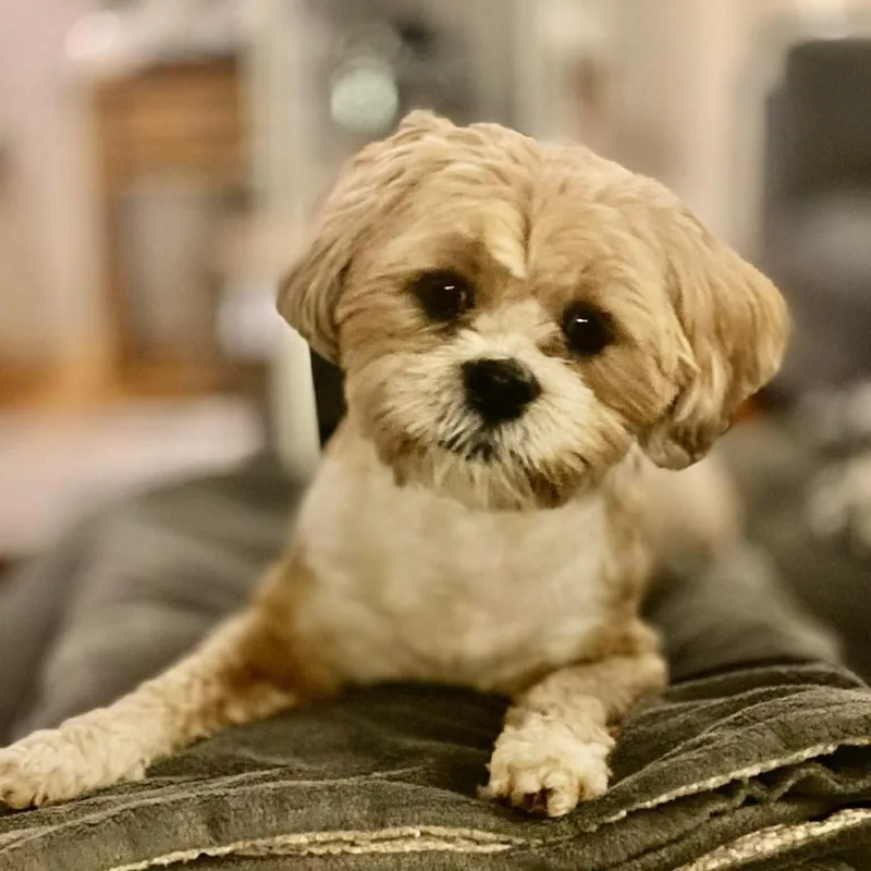 Teddy thumbnail 4