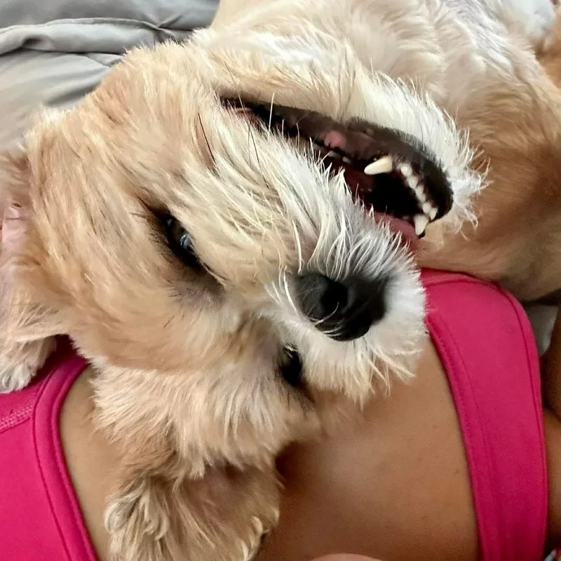 Teddy thumbnail 5