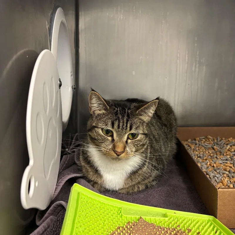 An adult medium-sized female Domestic Short Hair cat named Acorn for adoption in Birdsboro, PA