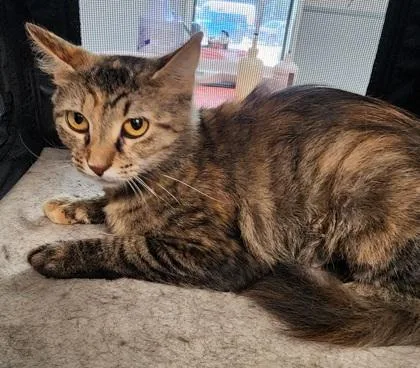 A young medium-sized female Domestic Medium Hair cat named Sweetie $ for adoption in Seneca, SC