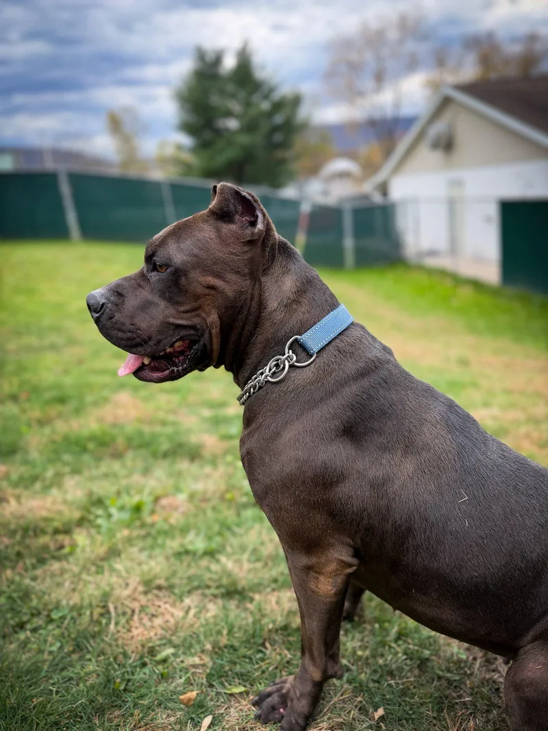 Valentine thumbnail 2