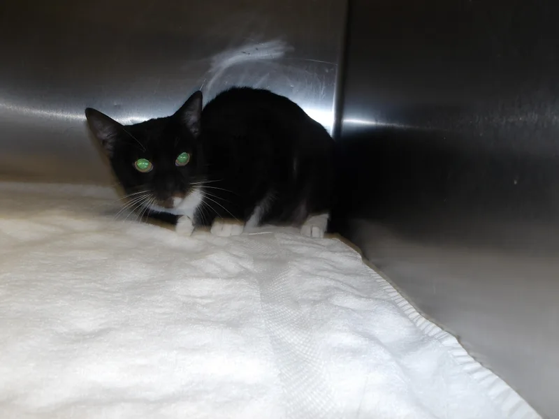 An adult extra large-sized female Domestic Short Hair cat named Lila for adoption in Los Angeles, CA