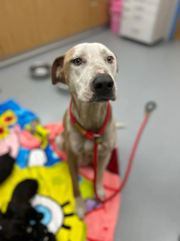 Mj