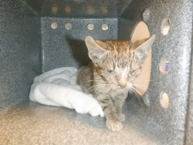A baby small-sized male Domestic Short Hair cat named Marcus for adoption in San Jose, CA