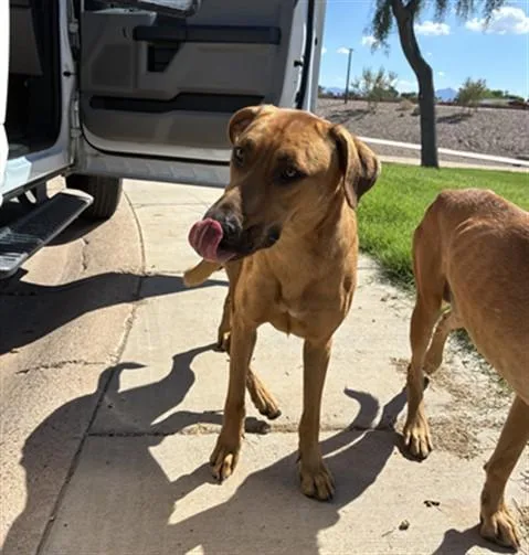 A young large-sized male Black Mouth Cur dog named Frodo for adoption in Phoenix, AZ