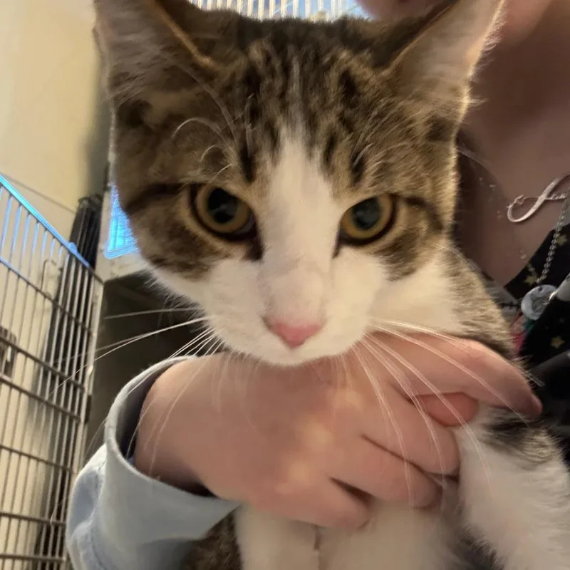 A baby medium-sized male Brown / Chocolate Domestic Short Hair cat named Billy for adoption in Columbia Station, OH