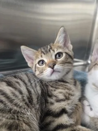 A baby small-sized male Domestic Short Hair cat named Egg Salad for adoption in Westland, MI