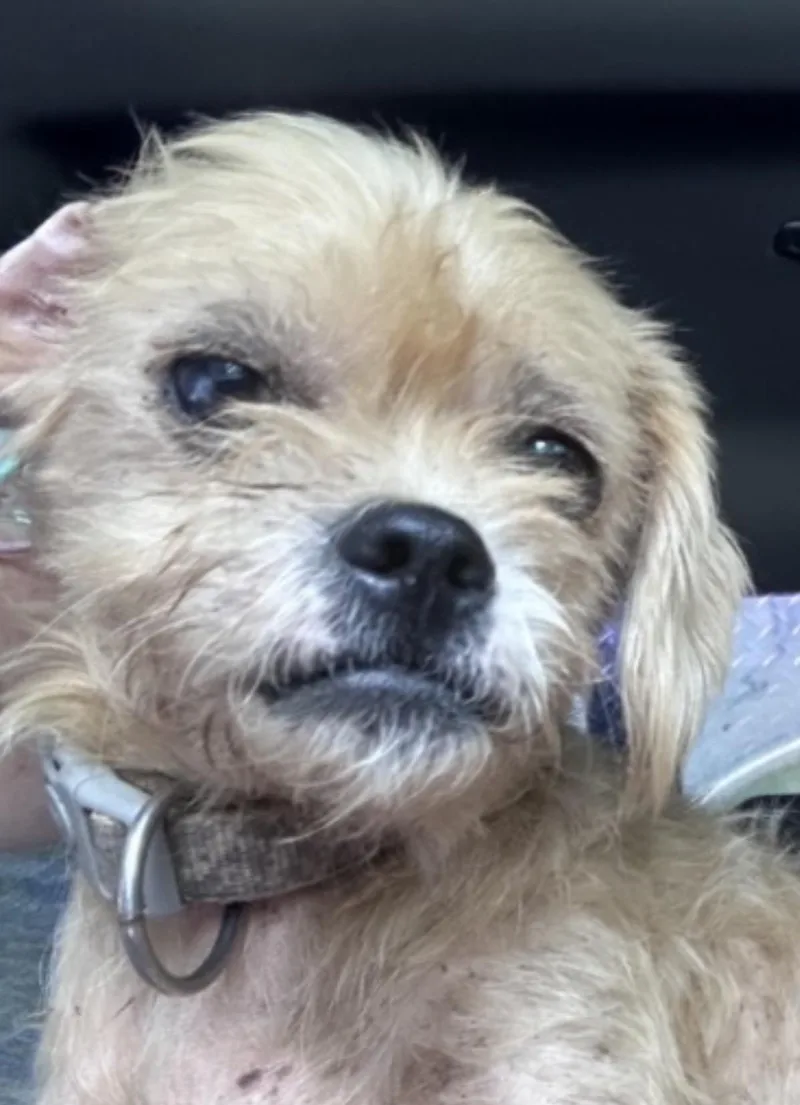 A young small-sized male Lhasa Apso dog named Blondie for adoption in Angier , NC