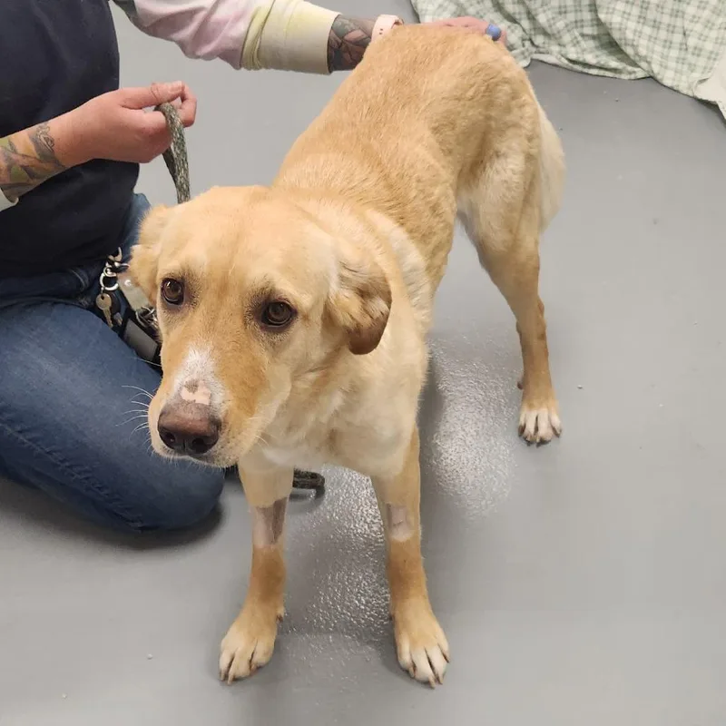 An adult medium-sized female Yellow / Tan / Blond / Fawn Retriever dog named Arielle for adoption in Incline Village, NV