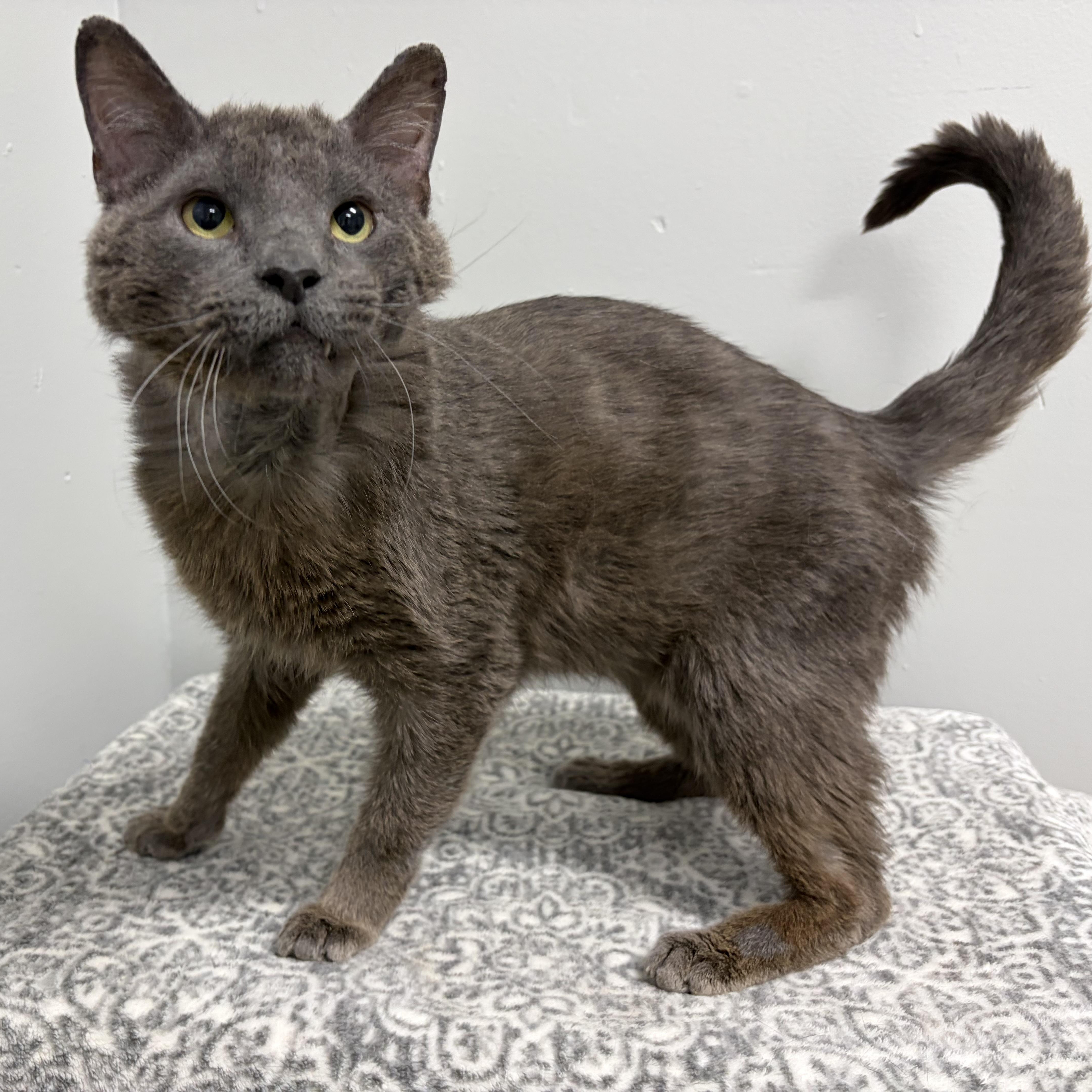 A senior medium-sized male Gray / Blue / Silver Domestic Short Hair cat named Cubby for adoption in Frankfort, IN