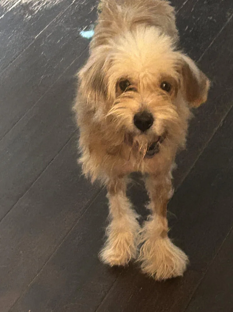 An adult small-sized female Lhasa Apso dog named Bella for adoption in Barnhart, MO