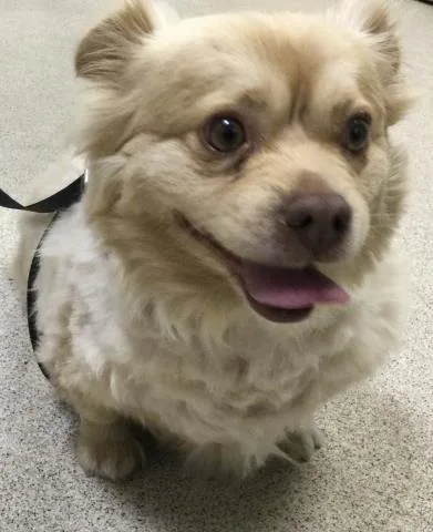 An adult medium-sized male Chihuahua dog named Tubby for adoption in Riverside, CA