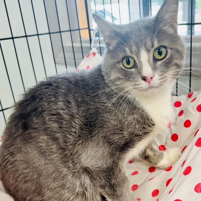 An adult small-sized male Domestic Short Hair cat named Crackle for adoption in Lebanon, MO