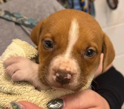 A baby small-sized male Brown / Chocolate Mixed Breed dog named Chomp for adoption in Kansas City, MO