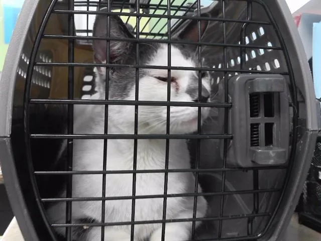 An adult large-sized male Domestic Short Hair cat named Candycane for adoption in Omaha, NE