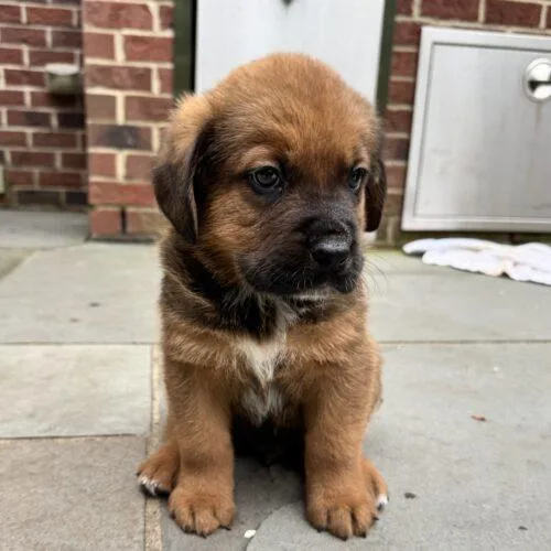 A baby small-sized male Saint Bernard dog named Anthony for adoption in Lincolnshire, IL