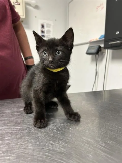 A baby small-sized female Domestic Short Hair cat named Wilma for adoption in Lincolnton, NC