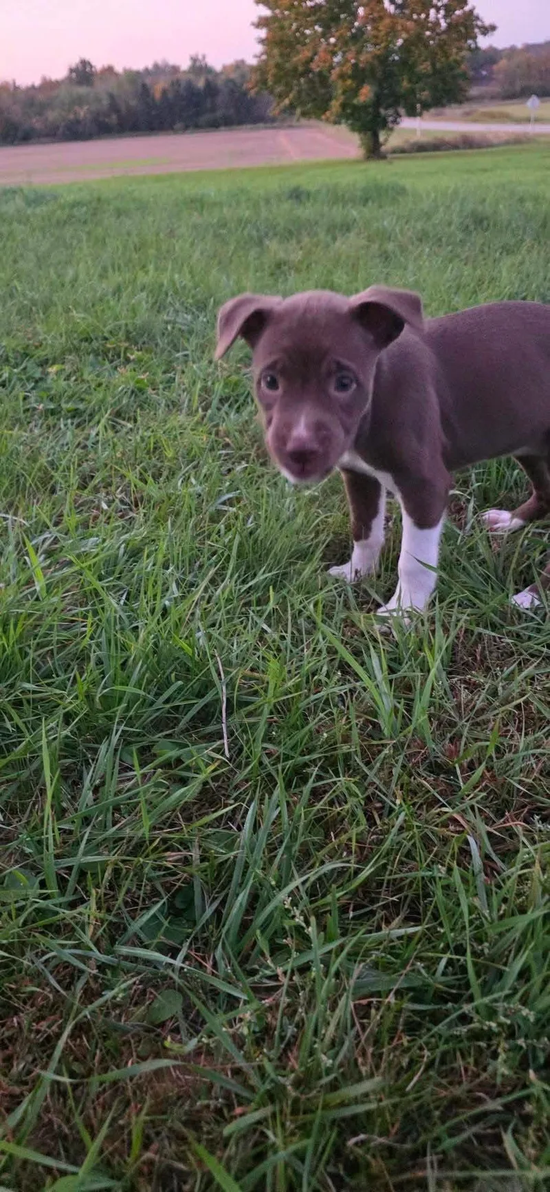A baby medium-sized female Pit Bull Terrier dog named Skywalker for adoption in New London, WI