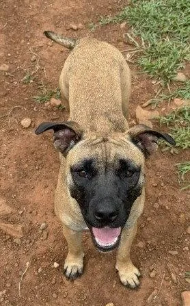 A young medium-sized female Shepherd dog named Kiwi for adoption in Carrollton, GA